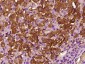 CCL26 Rabbit pAb